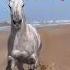 Невероятный конский бег Music Remix Discovery Travel Shotrs