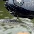 Hurricane Helene Did Something Special To These Bass One Of The Best Top Water Bites Of The Year