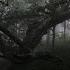 Poison Tree