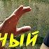ПЕТУШИНЫЙ ПОСТУПОК ДАВИДЫЧА