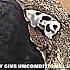 They Give Unconditional Love Sigma Rule Shorts Motivation Quotes Attitude Shortfeed Viral