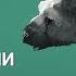 Как устроены анимация и интеллект Трико в The Last Guardian