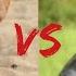 Питбуль против Добермана Кто сильнее Dogs Animals Doberman Pitbull
