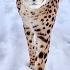 Gerda Is Up In Snow An African Cheetah Accustomed To The Russian Winter