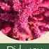 The Benefits Of Amaranth
