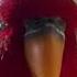 Red Birb GUMI Wuewuewuewuewue Staring II