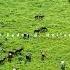 Beautiful Relaxing Duduk Music In The Caucasus Mountains Instrumental Dream Soothing Duduk