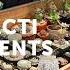 Zack S CACTI SUCCULENT Houseplant Home Tour Ep 390