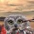 Hazrat Imam Hussain And Owl Story Imam Hussain AS Aur Ullu Ki Kahani AR Voice