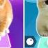 CUTE CATS BLACKPINK JISOO FLOWER Vs FIFTY FIFTY CUPID And LISA MONEY BLACKPINK Vs KITTY JENNIE SOLO