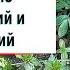 Мирабилис Ночная Красавица Сравниваю мирабилис из корней и из семян