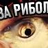 Топ СЪВЕТИ за риболов НА МАЧ Всичко нужно за монтажите такъмите и техниката на риболов