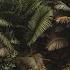 Jungle Stories AmuAmu Remix