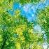 Звуки природы расслабляющая музыка Sounds Of Nature Relaxing Music