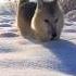 This Wolf Pup Enjoys A Fresh Snow Day