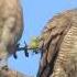 Zebra Doves In Pre Mating Ritual