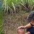 Boy Rescues Boy Abandoned By Mother In The Middle Of The Road Harvesting Fruit Hoàng Văn Hành