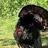 Animal Moments Buff Wild Turkey Out For Its Afternoon Patrol In Its Territory