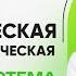 Симпатическая и парасимпатическая нервная система PARTA 2023