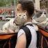 Louie Todd Celebrate Their 2nd Birthdays In NYC Kimpton Cats Travel Pets