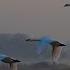 Swans In Flight Asher Fulero