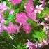 Beutiful So Beautiful Phlox Flower Home Gardening Flowers