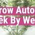 Autoflowering Plants Week By Week Educational