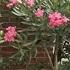 Oleander Standards For The Front Entryway Beautiful And Toxic