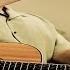 Fly Like A Bird Ken Canedo Acoustic Guitar Cover Lyrics