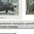 Лекция Отдалённая гибридизация не ГМО Просто о сложном