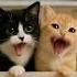 Cat Kittens Funny Cute Funnycats Cutebabyfart Laughingbaby Hilarious Kitty Little Animals