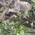 Koalas Eat And Sleep In Eucalyptus Forests In Australia
