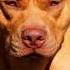 Pitbull Dog Sabse Khatarnak Dog Haryanvisong Jaiveeru Song