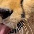 Gerda Doesn T Need Anything When Masha Is Around Strangers Strange Noises And An Uncaring Cheetah