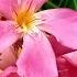 TOXIC BEAUTY GROWING OLEANDER COLD CLIMATE CARE COLD HARDY