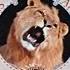 Metro Goldwyn Mayer 1957 1987 With Yawning Roar Sound