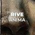 RIVE Anima VIDEO TEASER Steyoyoke