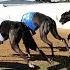 Ipswich Greyhound Race Rigging