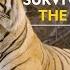 The Majesty Of Wild Cats Wild Cats Of India ह द Full Episode S1 E1 Nat Geo Wild