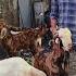 Nabeel Dhamaka Quality Wala Offer Climate Set Lo Aur Shouk Karo Dalvi Goats Bhiwandi Mumbai