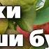 ДЕРЕВЬЯ ПЛОДОНОСЯТ ЧЕРЕЗ ГОД Устраните эти причины