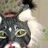 Не дам в обиду актив Furry видео Cat рекомендации Therian Music фурри врекомендации