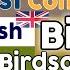 Most Common British Birds Birdsong Identification