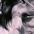 Maestro Glenn Gould His Collie Banquo Play CH Partita 2 In C Minor L Sinfonia BWV 8 2 6