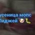 гусеница мопс пиджей