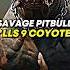 SAVAGE Pitbull K Lls 9 Coyotes Joerogan Storytime Pitbull Coyote