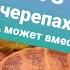 КОНТАКТ СОСТОЯЛСЯ УЛИТКА АХАТИНА И ЧЕРЕПАХА дружат улиткаАхатина сухопутнаячерепаха