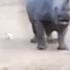 Male Rhino Versus Mother And Calf