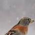 The Beauty Of Winter Nature Music Of Sergey Grischuk