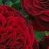 Обзор и описание розы Тесс Tess David Austin Roses 2013